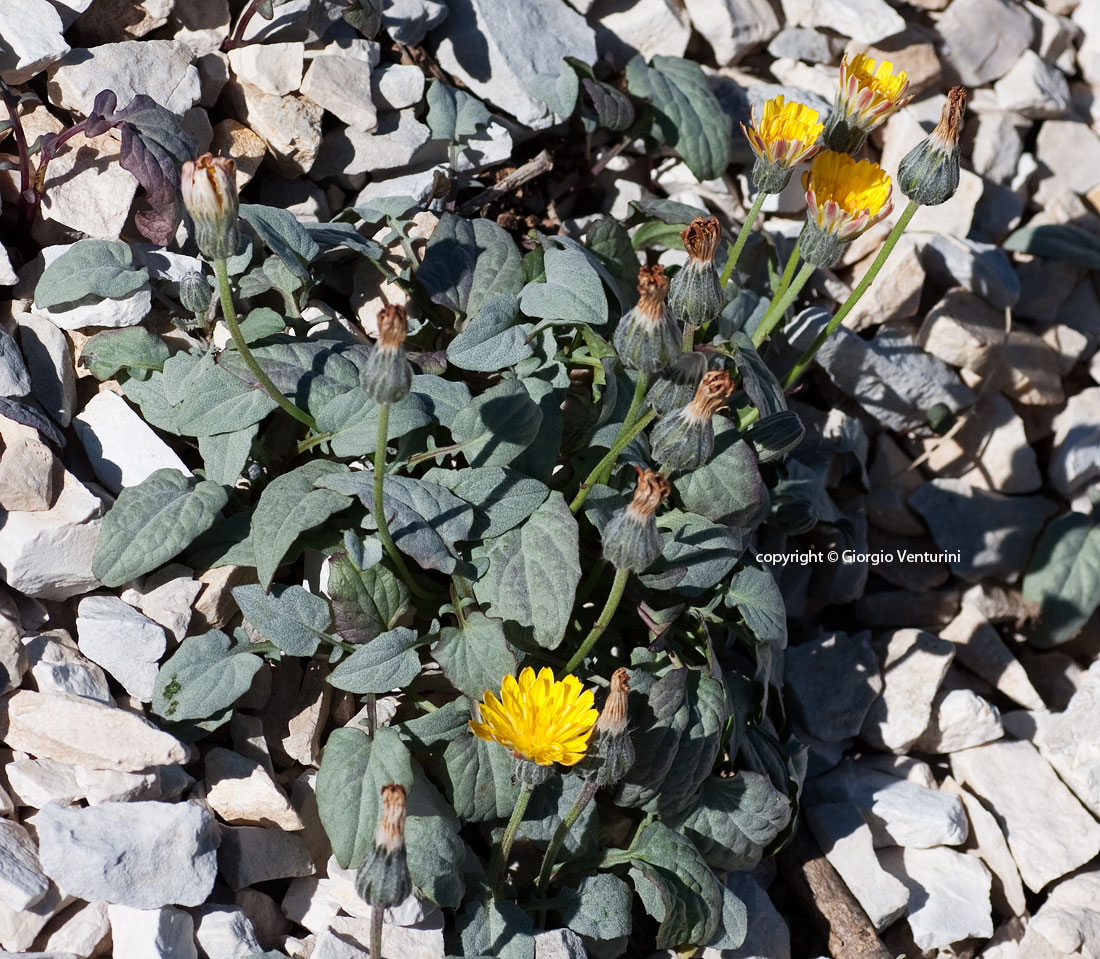 crepis_pygmaea_c_imperatore_07_11__IMG_3