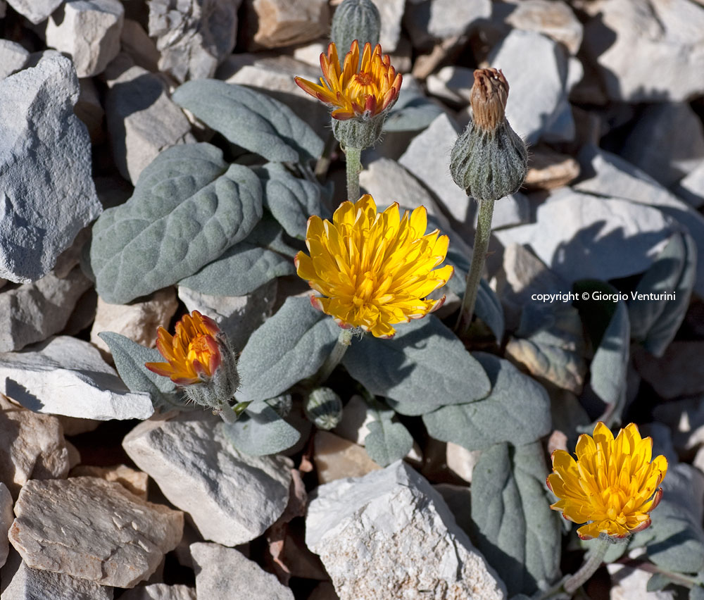 crepis_pygmaea_c_imperatore_07_11__IMG_3