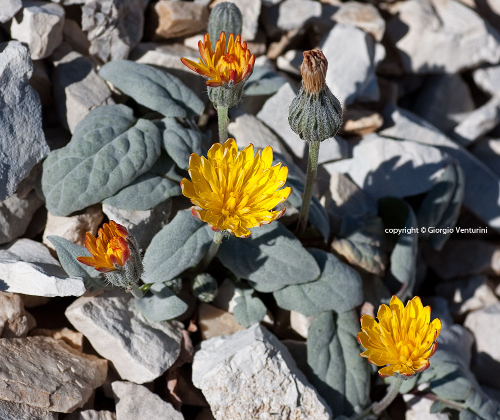 crepis_pygmaea_c_imperatore_07_11__IMG_3