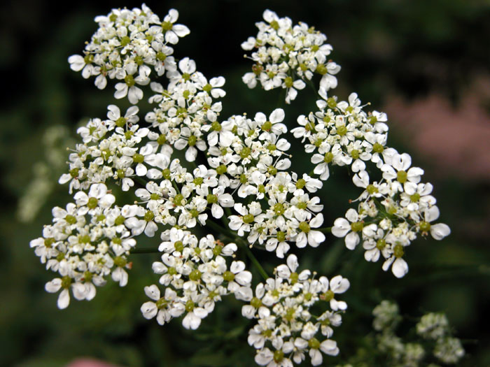 chaerophyllum_au1523.jpg